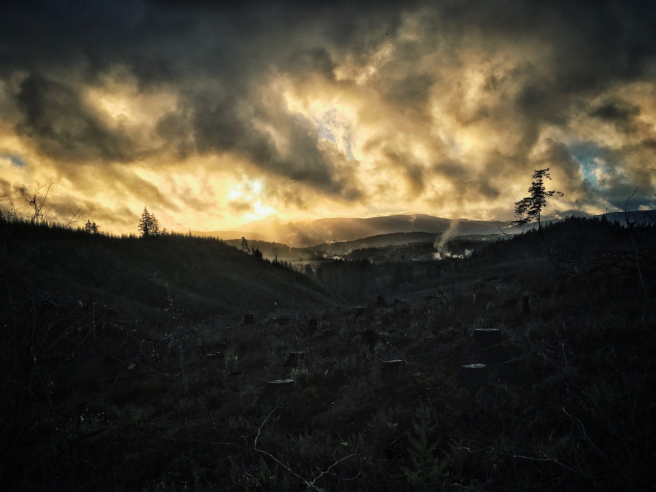 The Link Between Deforestation and Pandemics